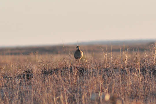 Image of Lesser Prairie Chicken