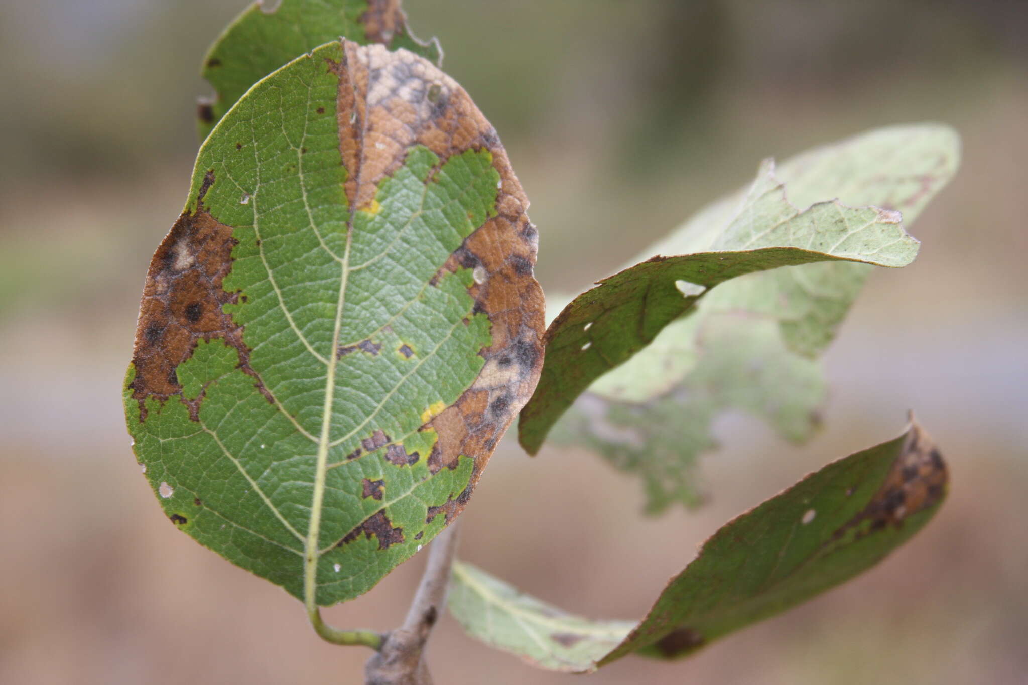 صورة Cordia morelosana Standl.