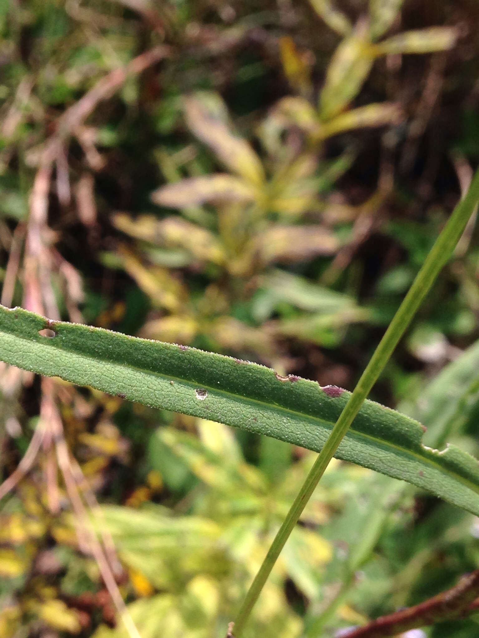 Image of purplestem aster