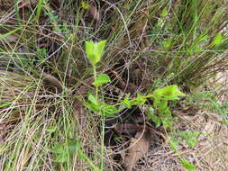 Imagem de Psoralea imbricata (L. fil.) T. M. Salter