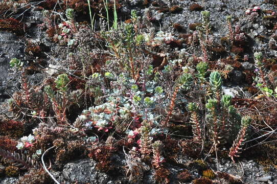 Image de Sedum lanceolatum subsp. nesioticum (G. N. Jones) Clausen