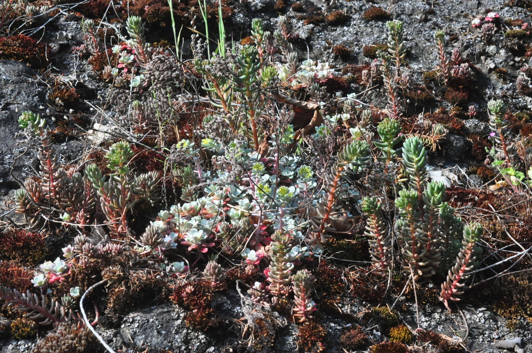 Image of spearleaf stonecrop