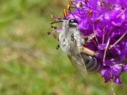 Colletes susannae Swenk 1925 resmi