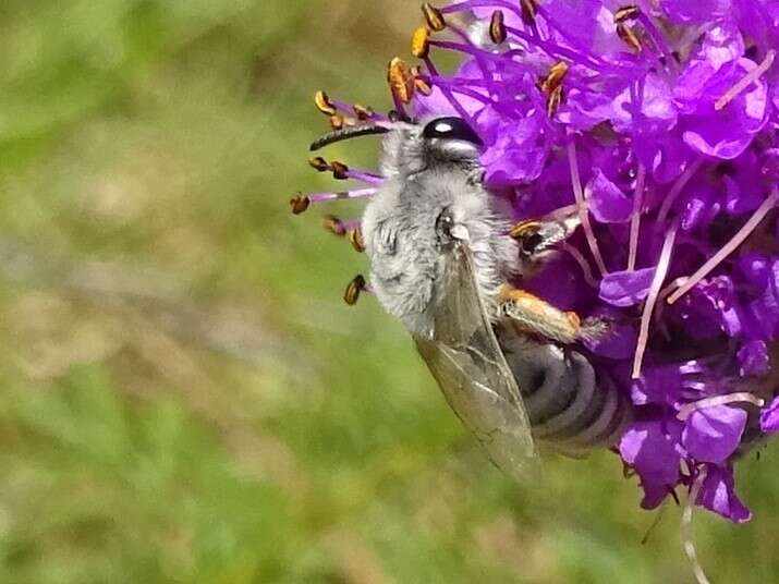 Image of Colletes susannae Swenk 1925