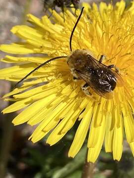 Image of Eucera longicornis (Linnaeus 1758)