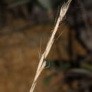 Image de Helictochloa bromoides subsp. bromoides