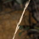 Imagem de Helictochloa bromoides subsp. bromoides