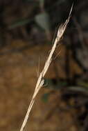 Image of Helictochloa bromoides subsp. bromoides