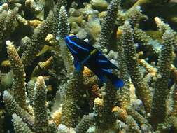 Image of Blue-streak damsel