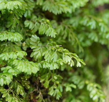 Image of Hymenophyllum cupressiforme Labill.