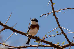 Image of Pygmy Batis