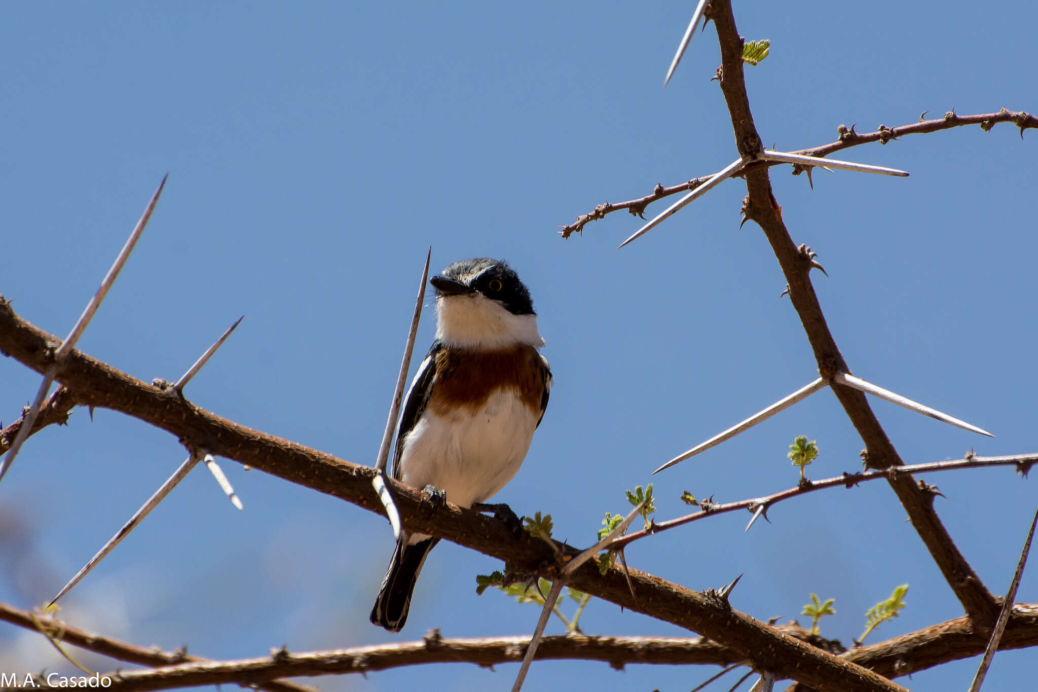 Image of Pygmy Batis