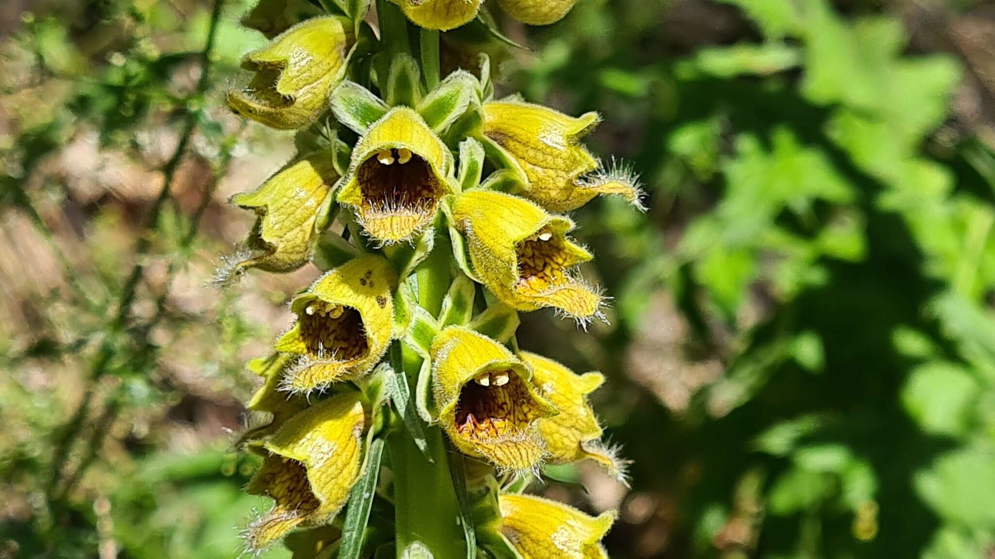 صورة Digitalis ferruginea subsp. schischkinii (Ivan.) Werner