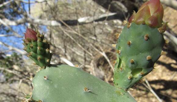 Image of <i>Opuntia karwinskiana</i>