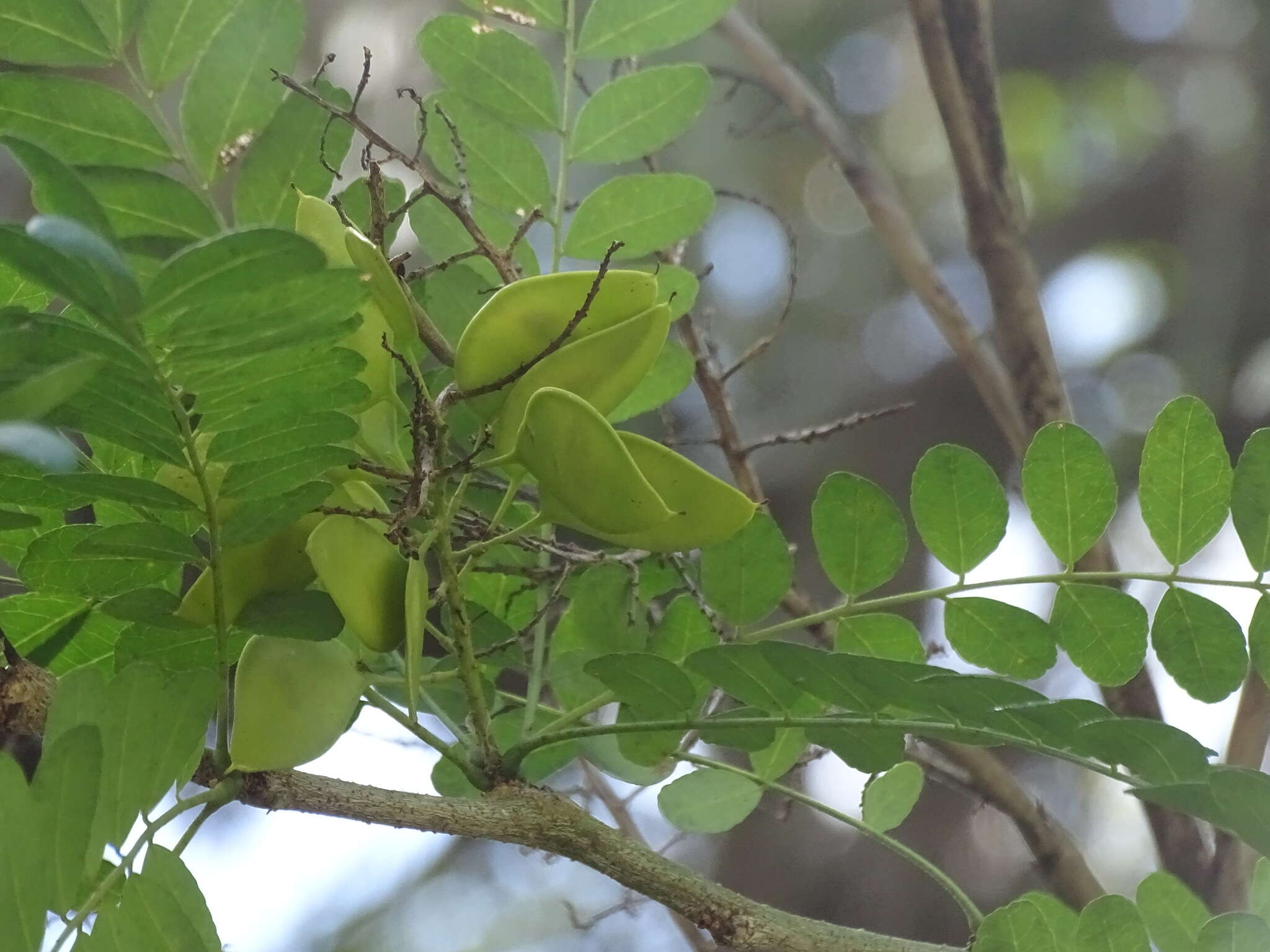 Image of water locust