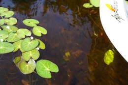 Image of Little Floatingheart