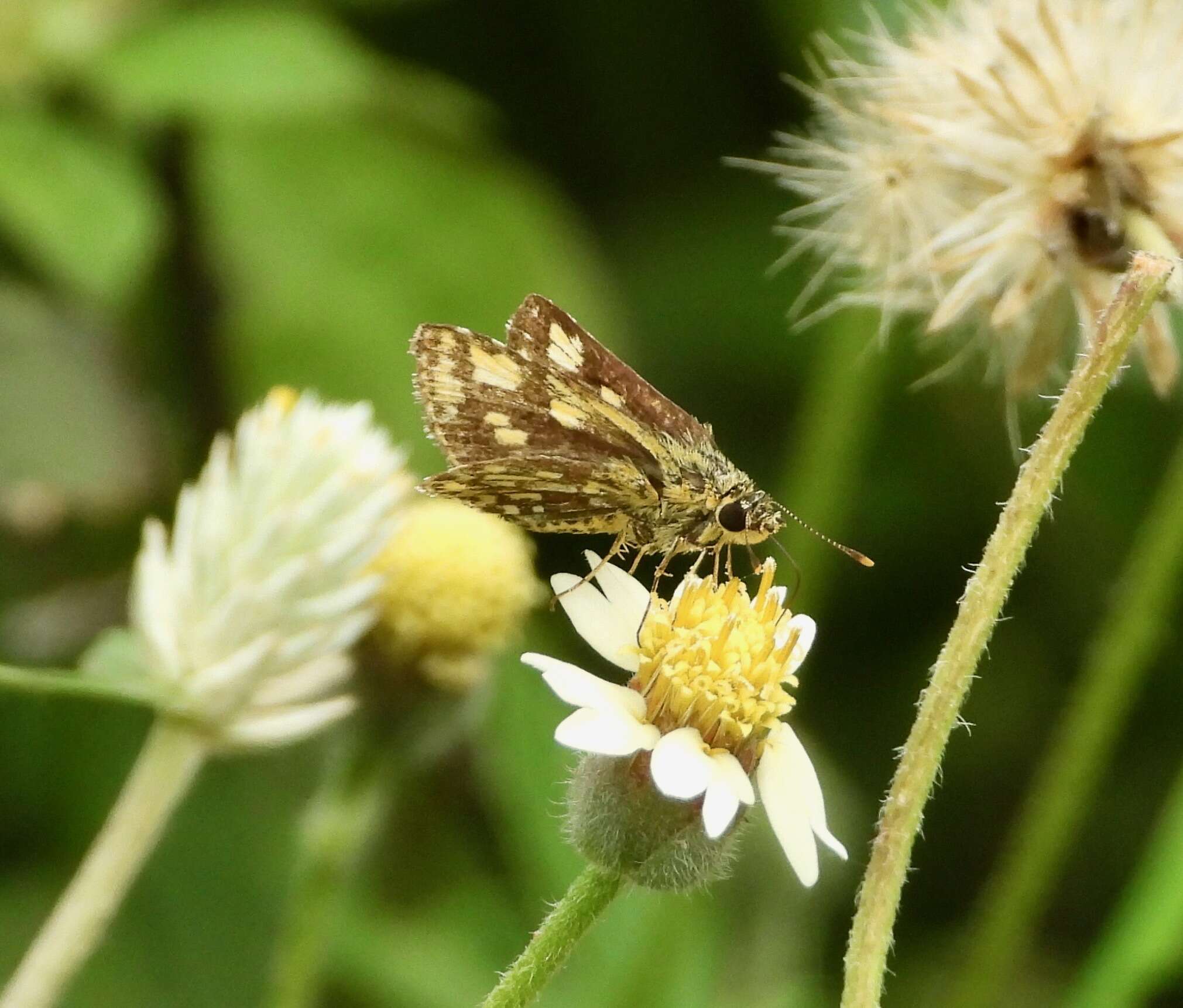 Image of Bush Hopper