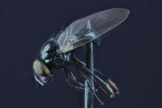 Image of Lance fly