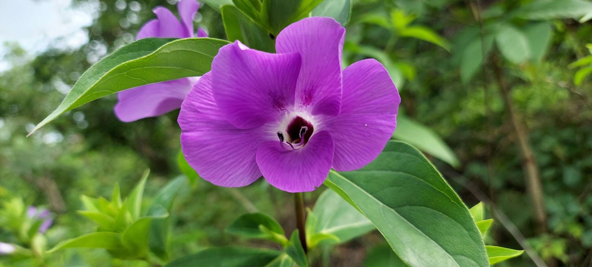 Image of Barleria gibsonii Dalz.