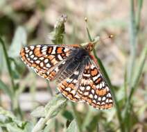 <i>Euphydryas editha augustina</i>的圖片