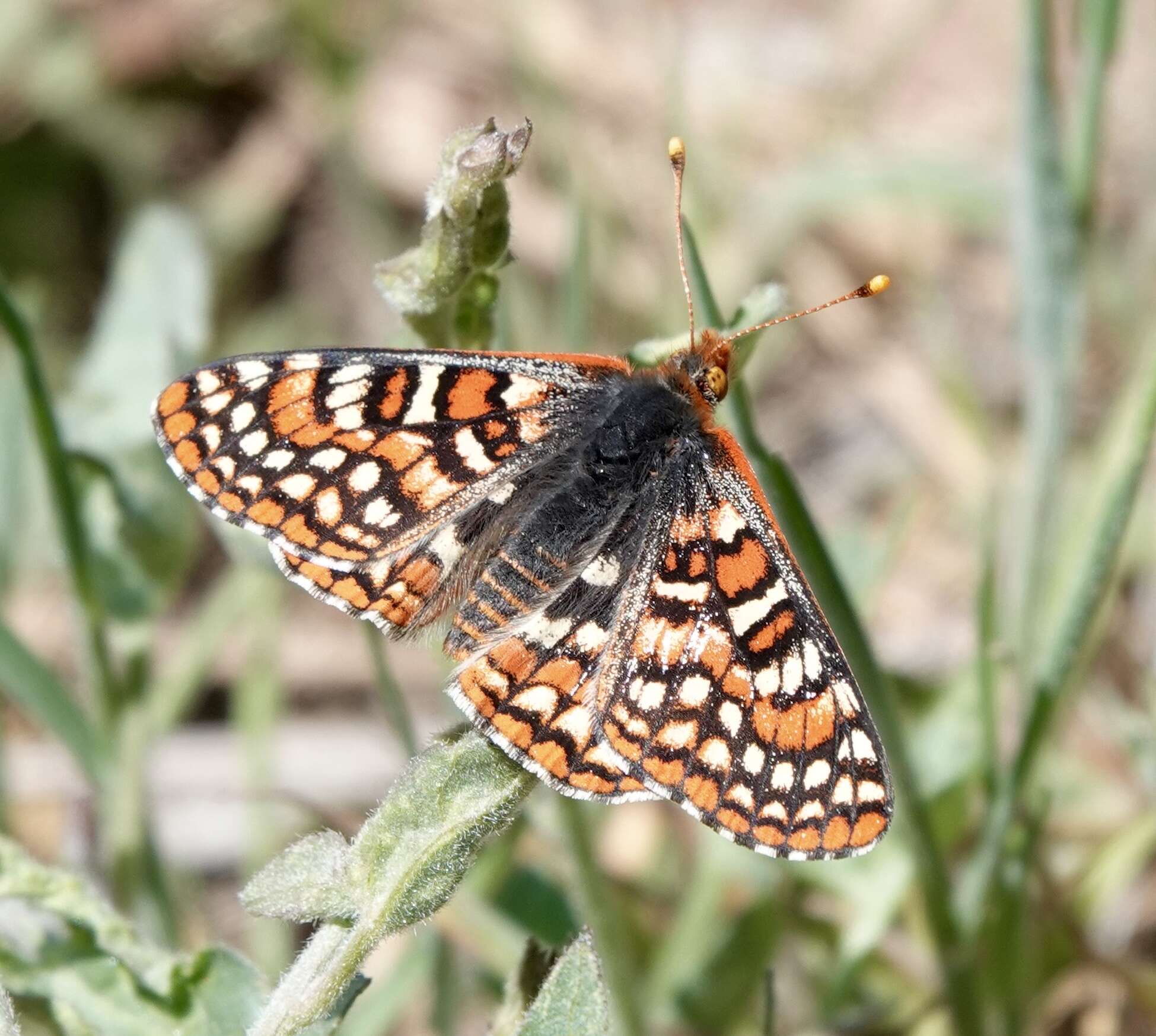 <i>Euphydryas editha augustina</i>的圖片