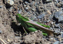 Image of Green-striped Grasshopper