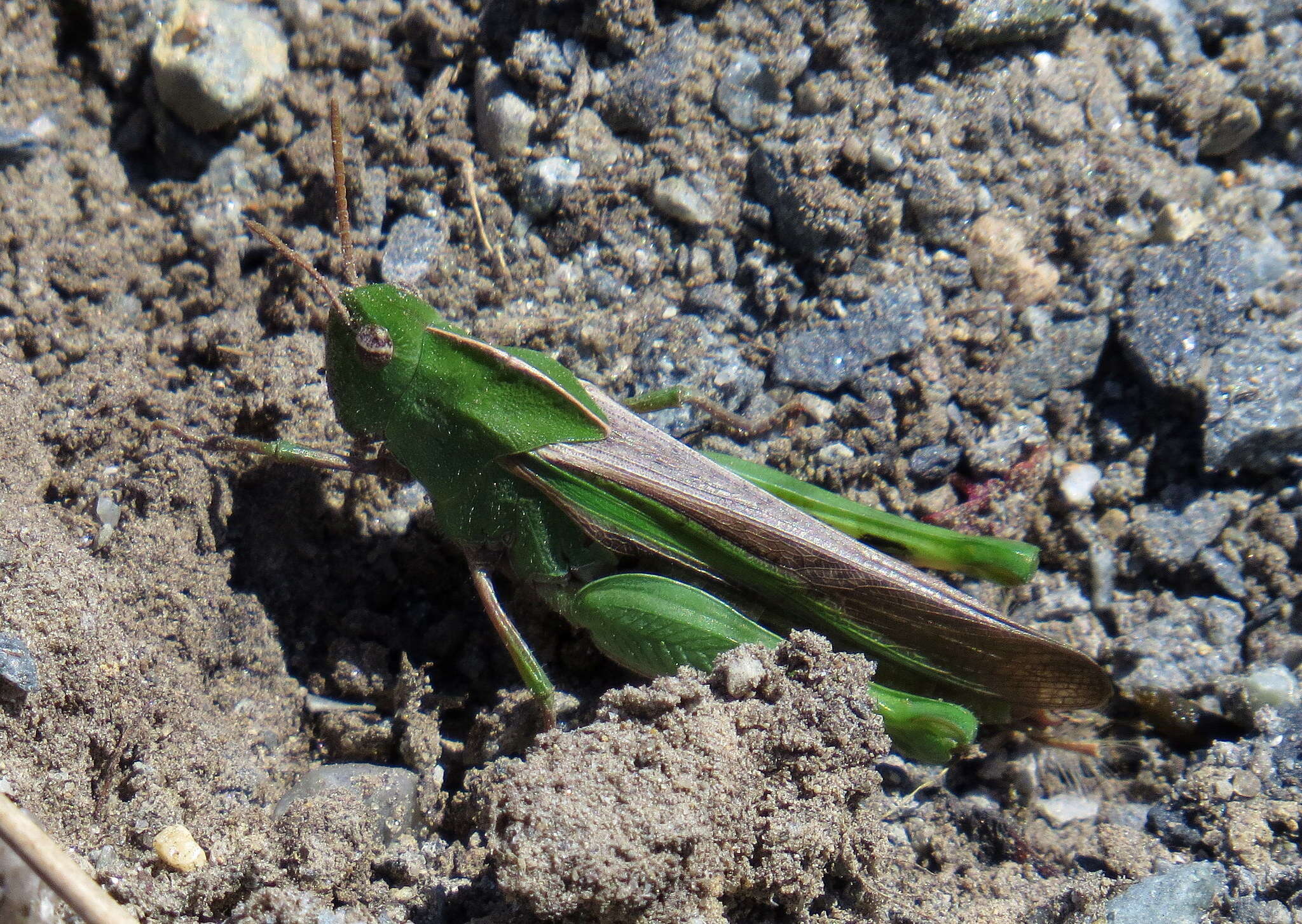 Image of Green-striped Grasshopper