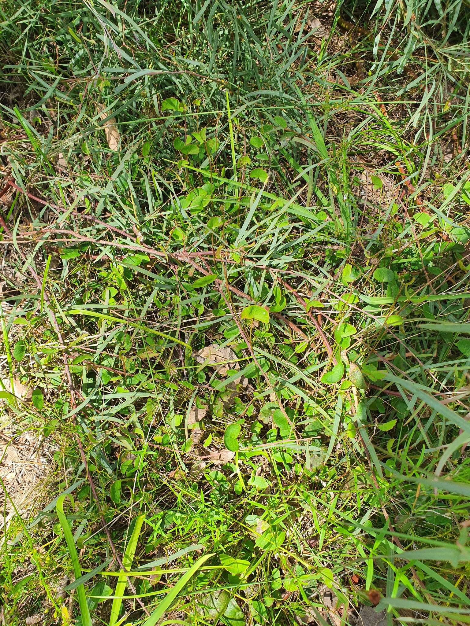 Imagem de Pentapeltis peltigera (Hook.) Bunge