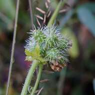 Image de Sicyos laciniatus L.