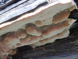 Image of Leptoporus mollis (Pers.) Quél.