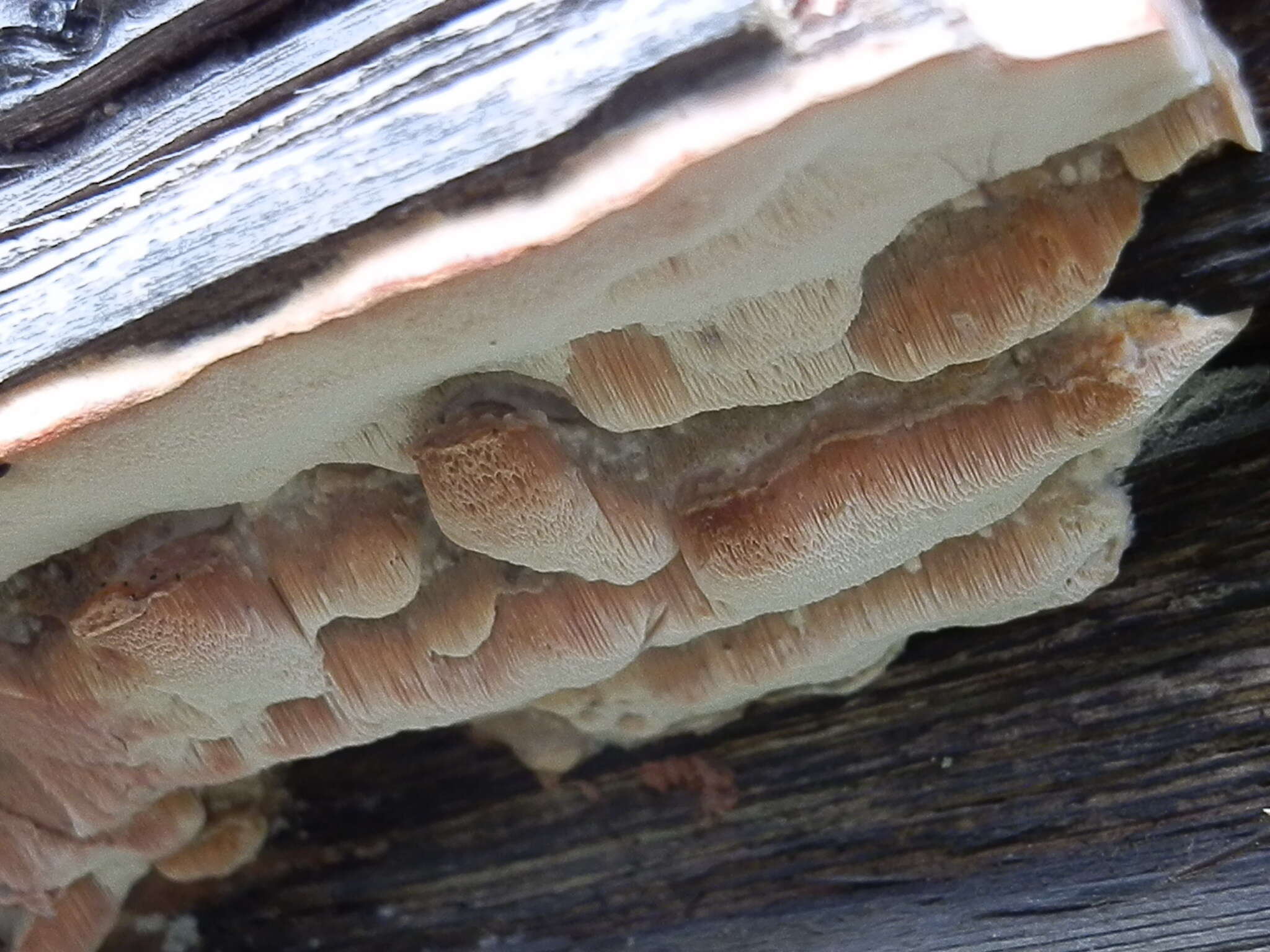 Image of Leptoporus mollis (Pers.) Quél.