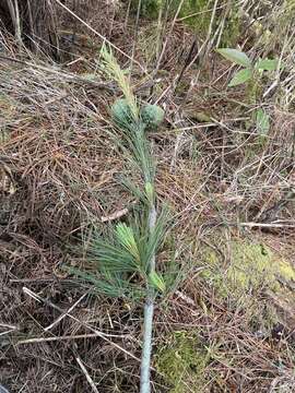 Image of Taiwan White Pine