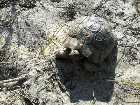 Image of Mediterranean Spur-thighed Tortoise