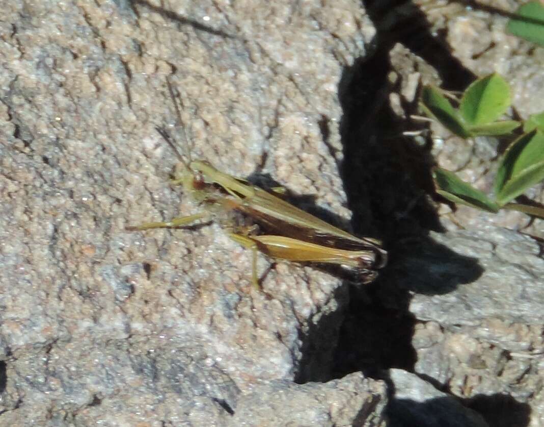 Image of Common green grasshopper