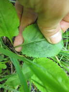 Image of falsegold groundsel