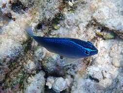 Image of Blue damsel