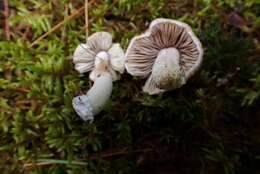 Plancia ëd Inocybe acriolens Grund & D. E. Stuntz 1975