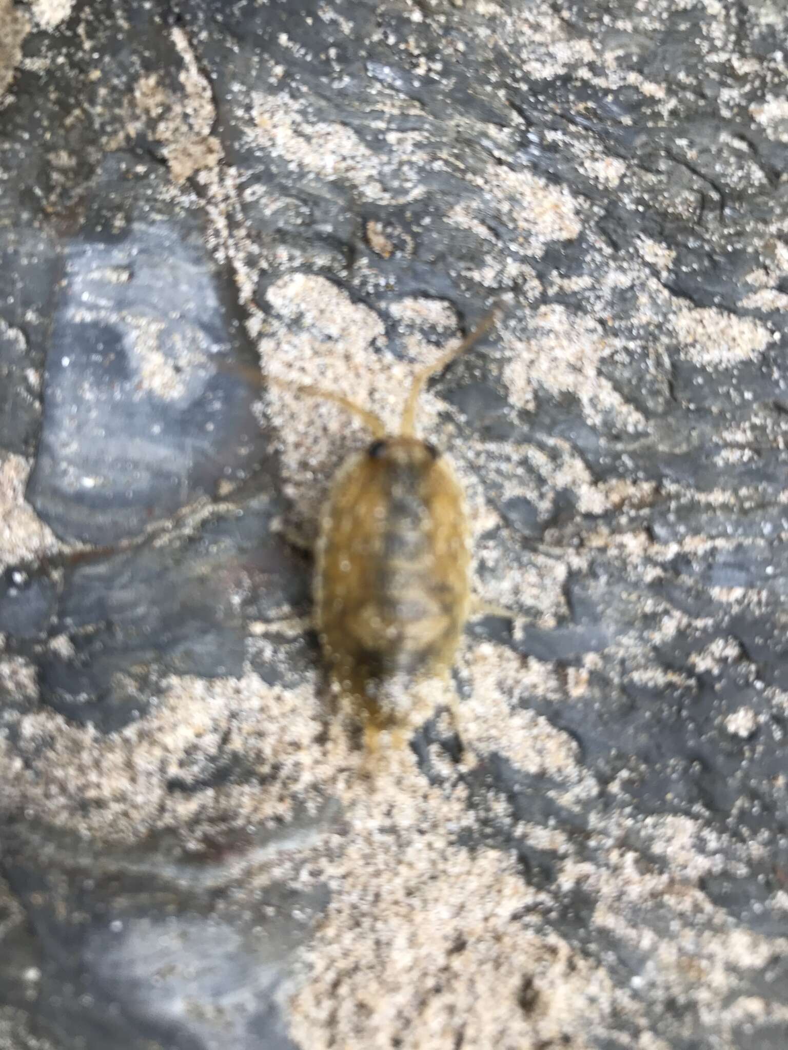 Ligia oceanica (Linnaeus 1767) resmi