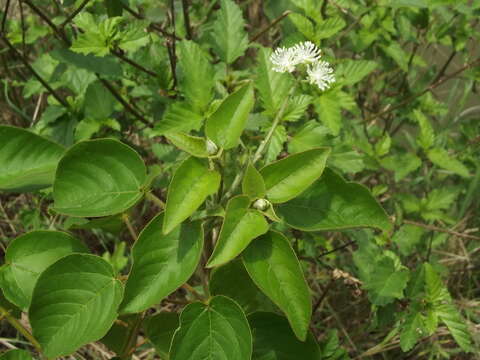 صورة Croton ciliatoglandulifer Ortega