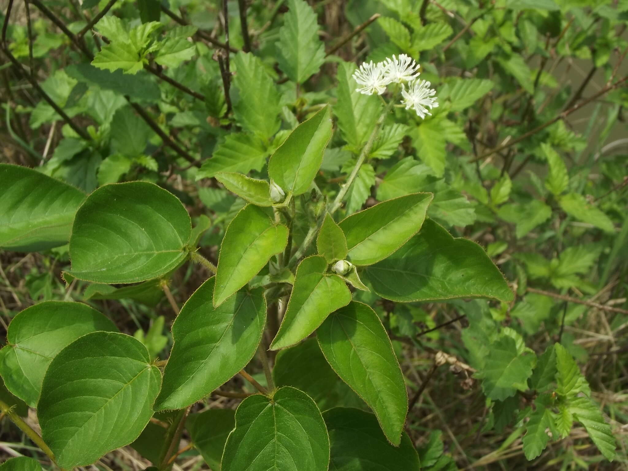 Image de Croton ciliatoglandulifer Ortega