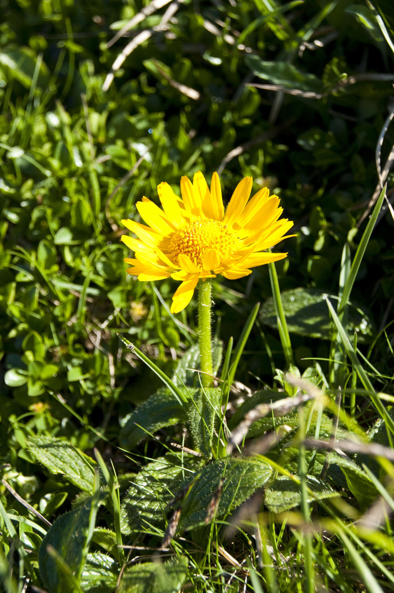 Image of Doronicum glaciale subsp. calcareum (Vierh.) Hegi