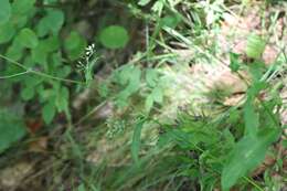 Image of Bupleurum longiradiatum Turcz.