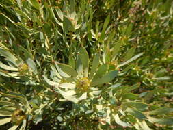 Image of Leucadendron loranthifolium (Salisb. ex Knight) I. Williams