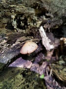 Image of Psathyrella psammophila A. H. Sm. 1972