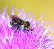 Image of Bombus barbutellus (Kirby 1802)