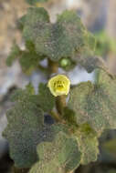 Image de Mabrya acerifolia (Pennell) W. J. Elisens
