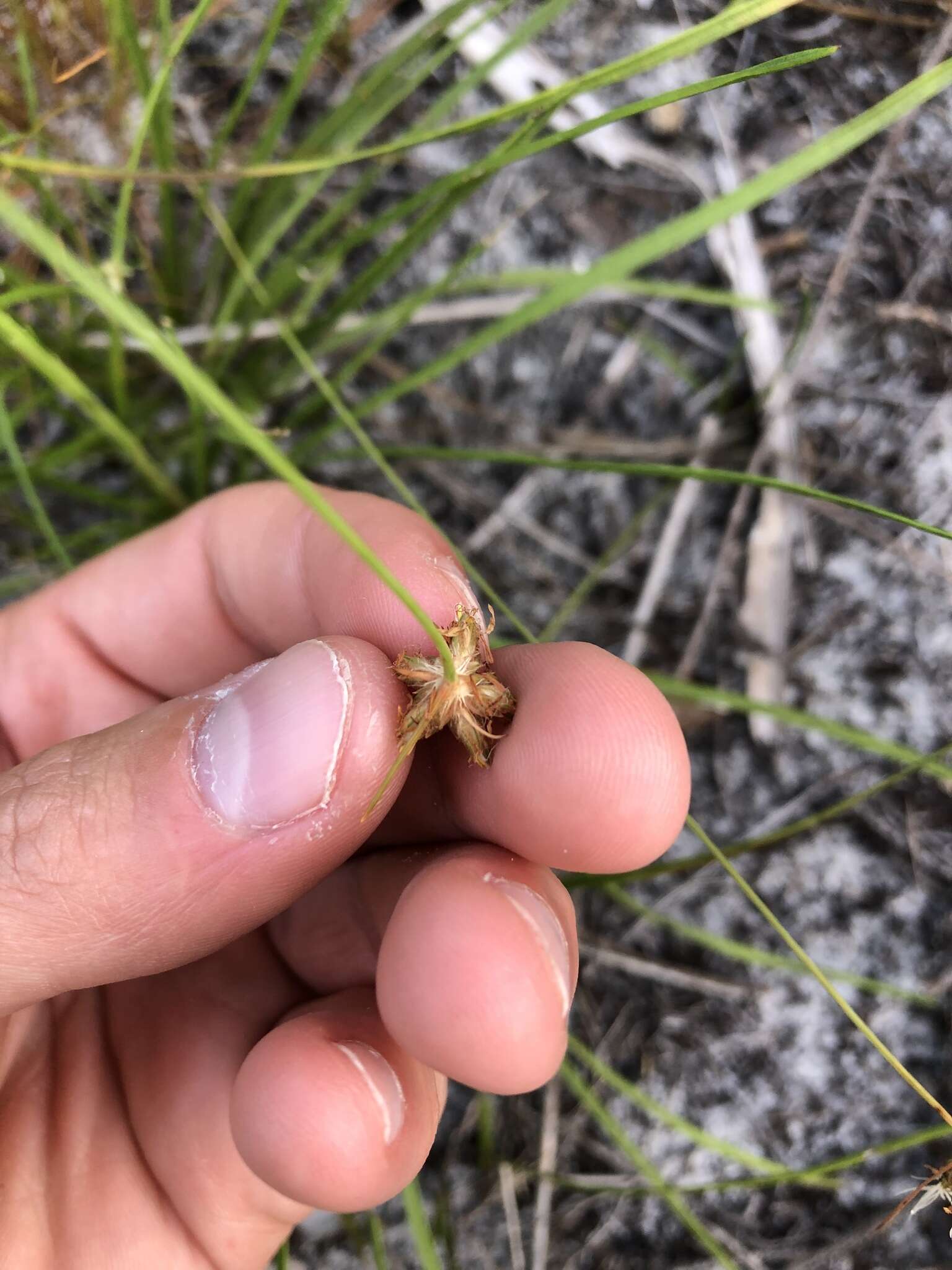 Plancia ëd Bulbostylis warei (Torr.) C. B. Clarke