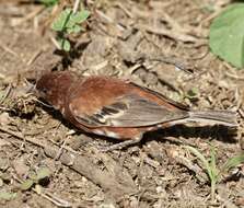 Image of Chestnut Sparrow