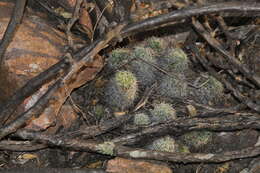 Image de Mammillaria decipiens subsp. decipiens