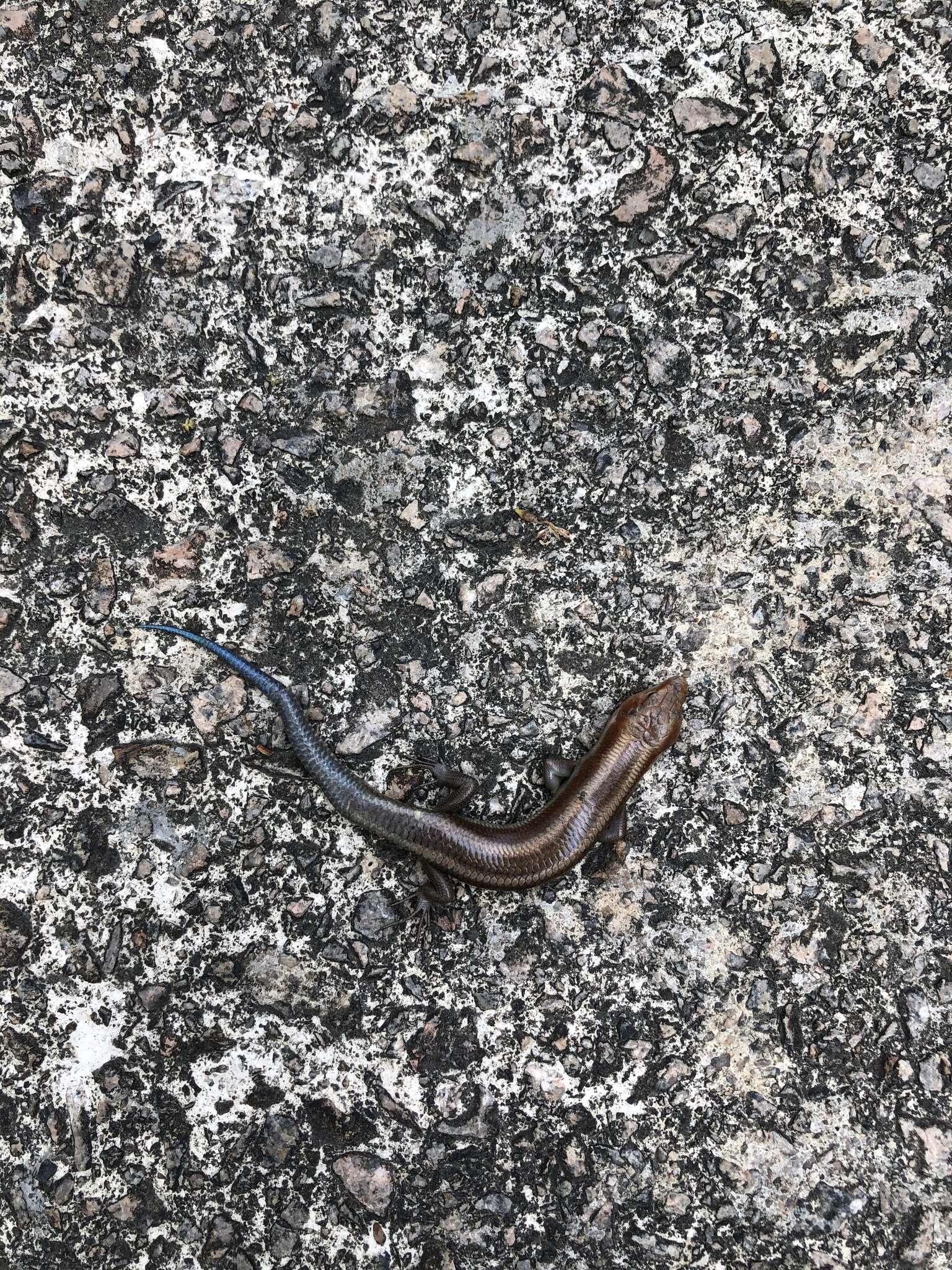 Image of Four-striped Skink